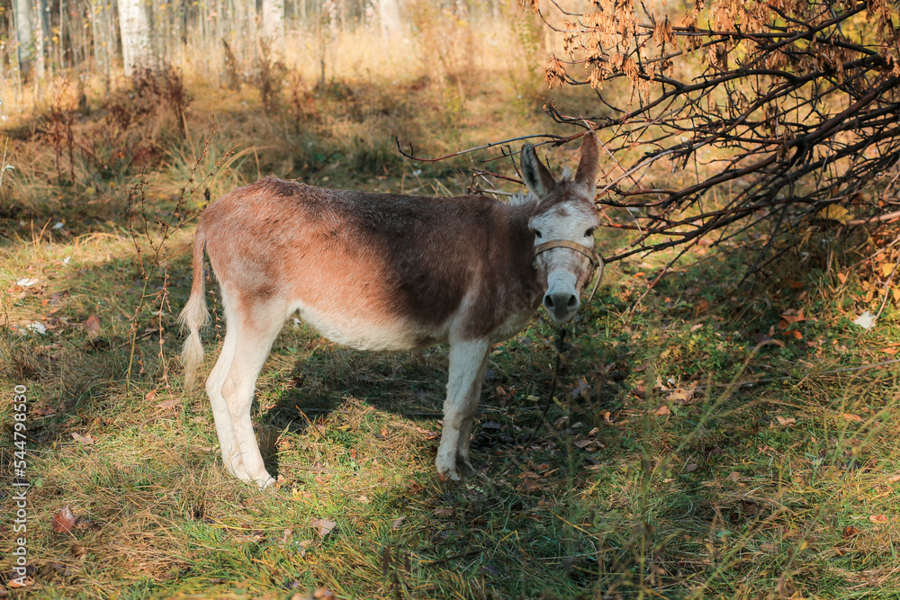 Brown donkey looking at camera Brown donkey looking at camera