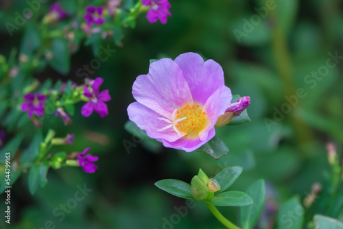 Portulaca oleracea flower are blooming in the garden