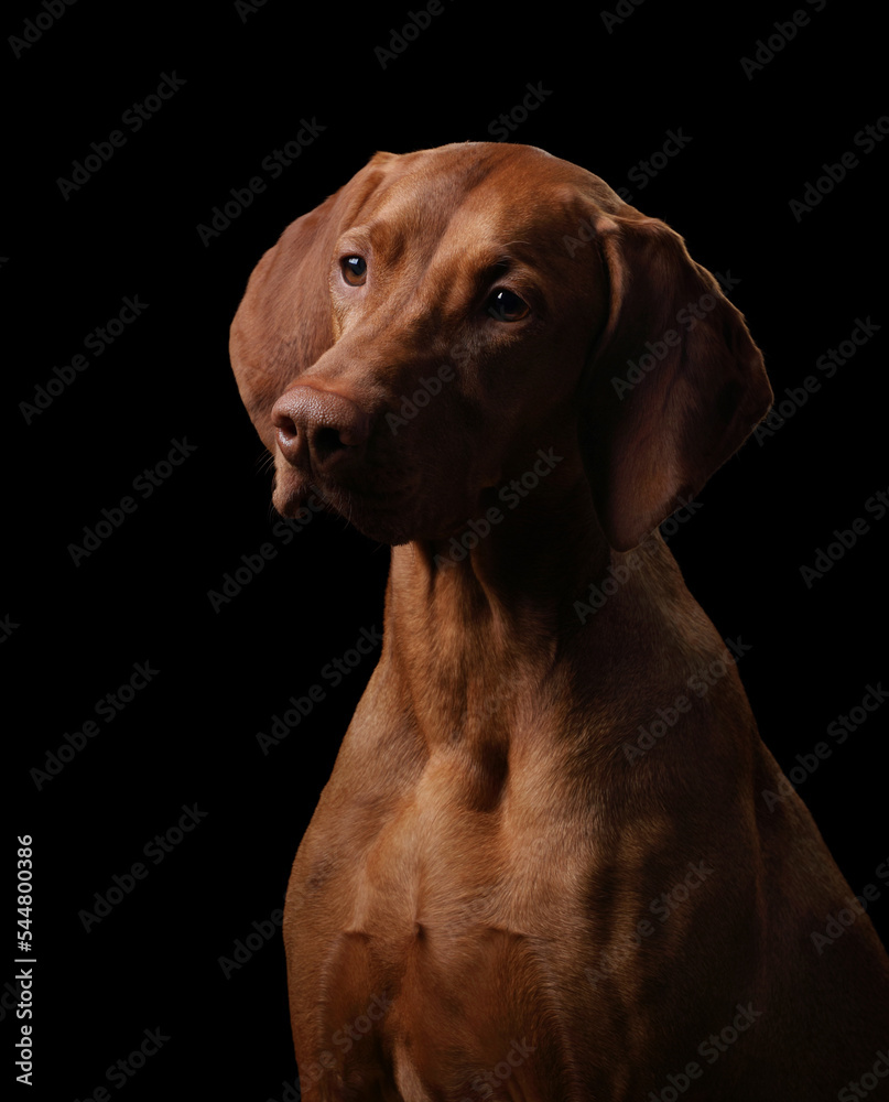 Beautiful hungarian vizsla dog, close-up portrait