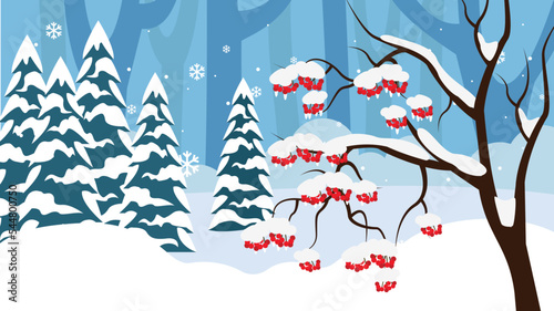 Berries of rowan and spruce under the snow in the winter forest