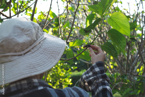 A gardener or farmer is picking a mulberry from the branches. Concept of organic growing farm, Ecoturism and agrotourism. A vegetrian agriculture. Non-chemical plantation. A fresh and healthy product  photo