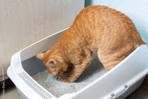 Red cat sitting in a tray closeup
