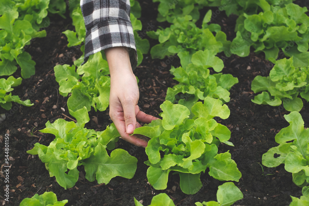 A gardener is holding or showing a green oak lettuce leaf in the garden plot or greenhouse. Growing, planting and take care of an organic vegetable farm. Concept of agrotourism and eco lifestyle. A gardener is holding or showing a green oak lettuce leaf in the garden plot or greenhouse. Growing, planting and take care of an organic vegetable farm. Concept of agrotourism and eco lifestyle.