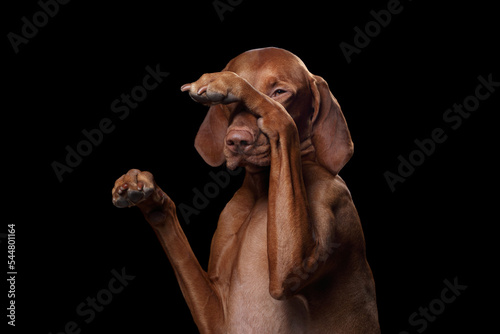 Cute dog hungarian vizsla closes his eyes with his paw