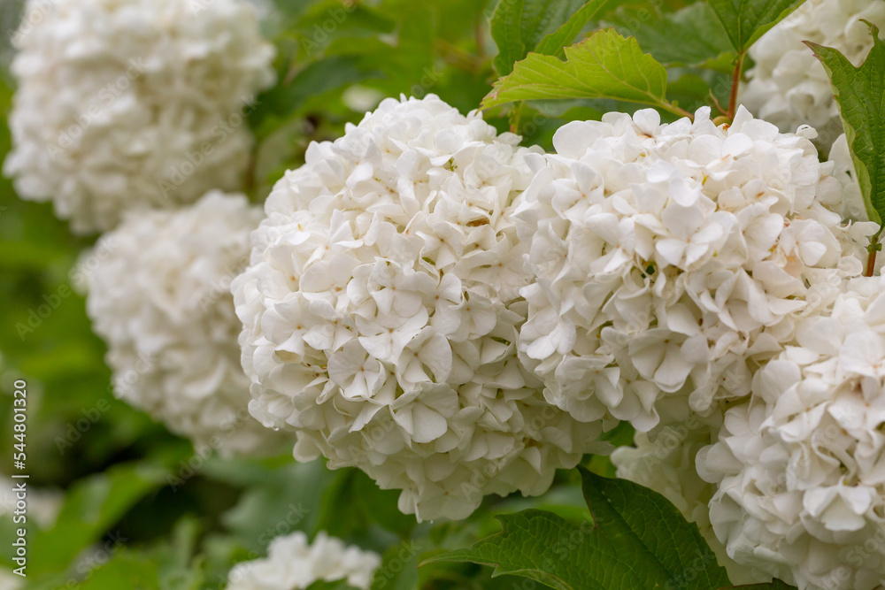 Blooming white hydrangea flowers macro photography on a summer day. Large cap of garden hydrangea with white flowers close-up photo in summertime. Large ball of flowers with white petals. Blooming white hydrangea flowers macro photography on a summer day. Large cap of garden hydrangea with white flowers close-up photo in summertime. Large ball of flowers with white petals.