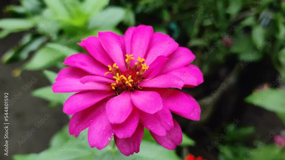 Zinnia is a genus of plants of the tribe Heliantheae within the family Asteraceae. Zinnias are easy to grow with potential heavy blooms that gush in color. Zinnia is a genus of plants of the tribe Heliantheae within the family Asteraceae. Zinnias are easy to grow with potential heavy blooms that gush in color.