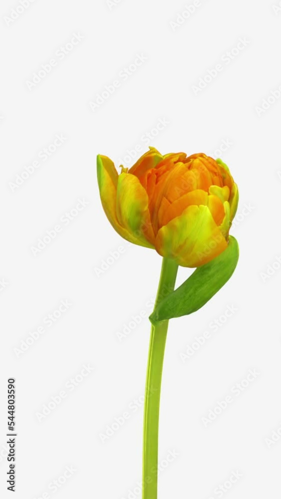 Time lapse of growing and opening beautiful double-flowered orange tulip flower isolated on white background, vertical orientation Time lapse of growing and opening beautiful double-flowered orange tulip flower isolated on white background, vertical orientation