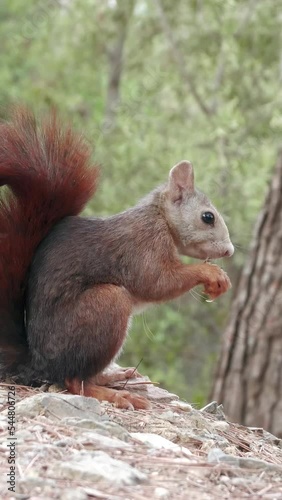 squirrel in the park