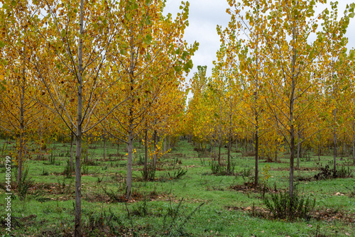 Populus canadensis. Canadian poplar crop in the fall. photo