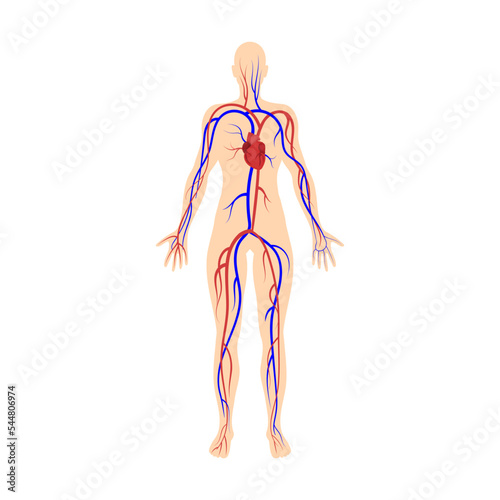 Circulatory system, veins and arteries. Organ system of human body vector illustration. Woman body structure on white background. Anatomy