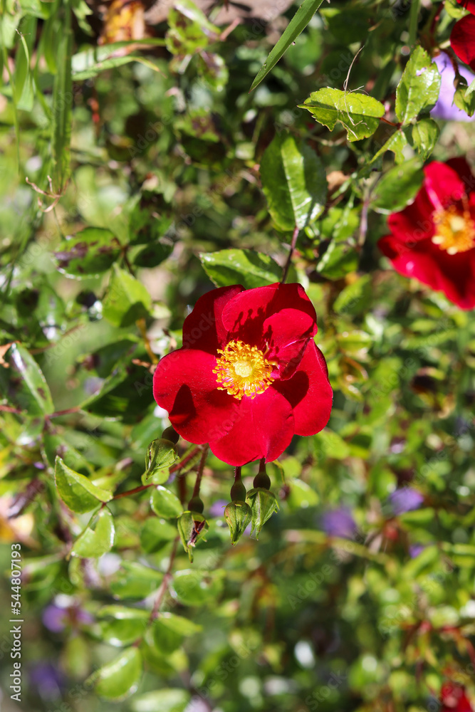 Obraz premium Natural red flowers plant, garden photography