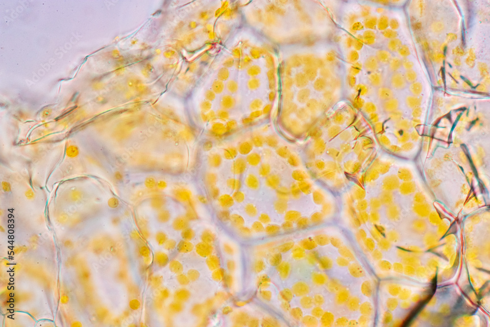 Cell structure flower, View of chromoplast showing in plant cells under
