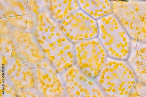 Foto Cell structure flower, View of chromoplast showing in plant cells under the microscope for classroom education