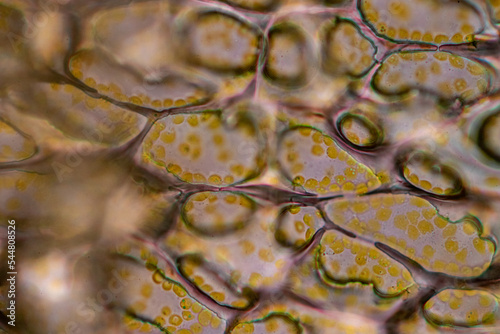 Cell structure flower, View of chromoplast showing in plant cells under the microscope for classroom education. photo