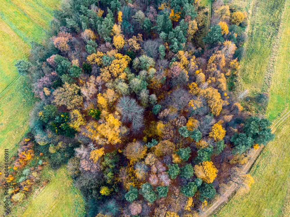 Aerial view green pine forest in deforestation area landscape. Top view of european nature from high attitude in autumn season. Drone view. Bird's eye view a logging zone cuts through forest.