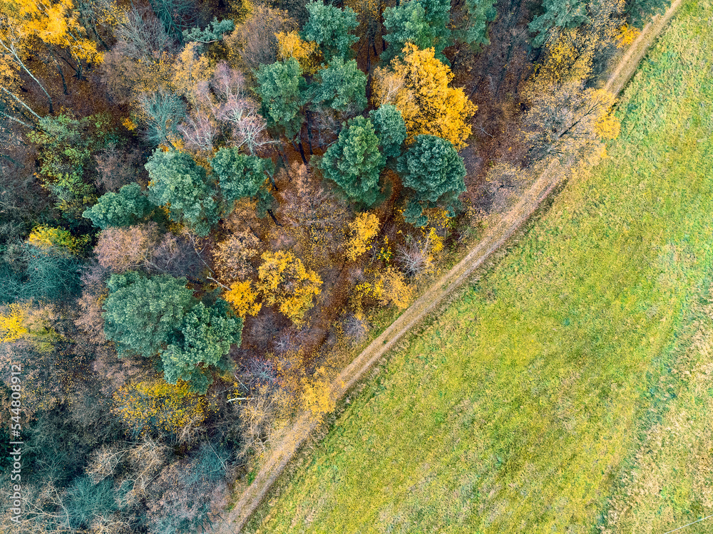 Aerial view green pine forest in deforestation area landscape. Top view of european nature from high attitude in autumn season. Drone view. Bird's eye view a logging zone cuts through forest.
