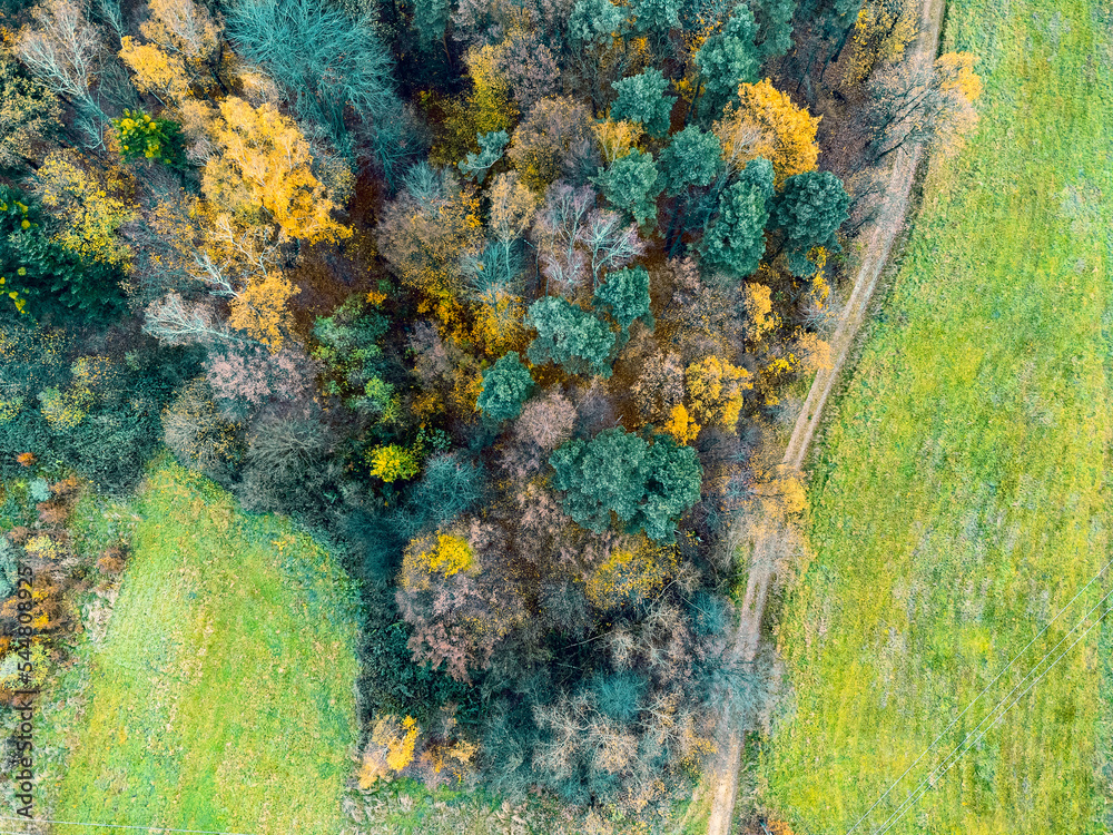 Aerial view green pine forest in deforestation area landscape. Top view of european nature from high attitude in autumn season. Drone view. Bird's eye view a logging zone cuts through forest.