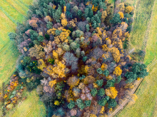 Obraz na płótnie Aerial view green pine forest in deforestation area landscape. Top view of european nature from high attitude in autumn season. Drone view. Bird's eye view a logging zone cuts through forest. w salonie