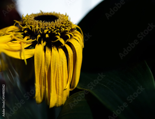 yellow old withering gerbera flower on a dark background. dangling petals