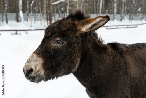 close-up portrait of a donkey in winter
