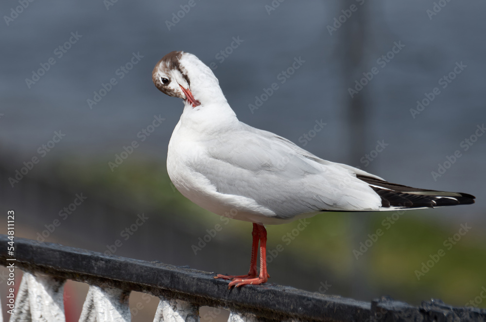 Close-up of a seagull perched on a metal fence Close-up of a seagull perched on a metal fence
