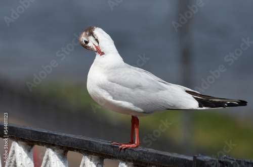 Close-up of a seagull perched on a metal fence
