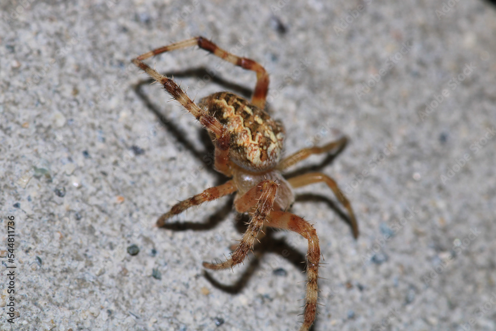agelena labyrinthica spider macro photo agelena labyrinthica spider macro photo