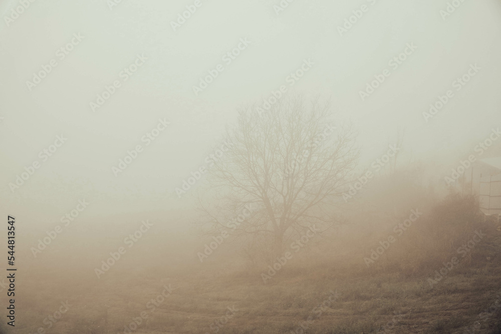 The fog.Silhouettes of trees in the fog.Morning.Dense fog.Almost invisible.Misty autumn morning. The fog.Silhouettes of trees in the fog.Morning.Dense fog.Almost invisible.Misty autumn morning.