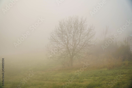 The fog.Silhouettes of trees in the fog.Morning.Dense fog.Almost invisible.Misty autumn morning.