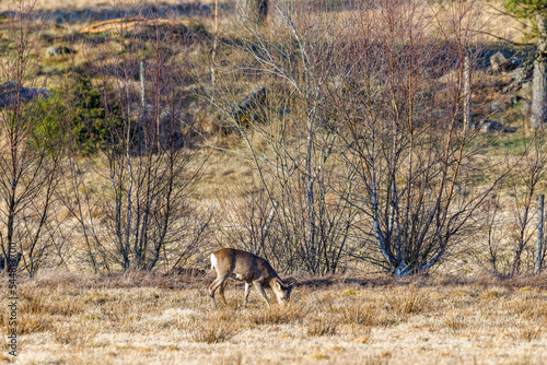 Roe deer grazing on a meadow in the spring sun