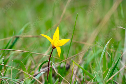 A yellow wild tulip in a green clearing photo