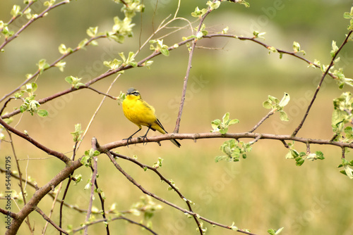 Yellow wagtail sits on a tree branch, in spring.