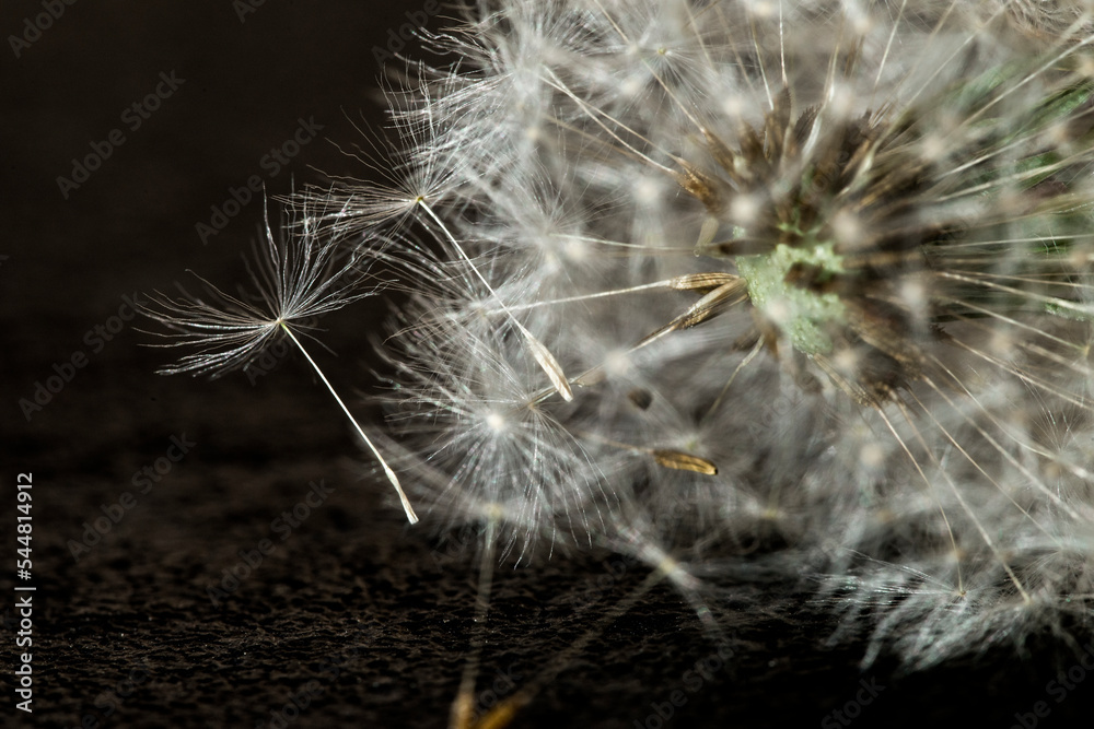 Obraz premium Dandelion Flying Seeds