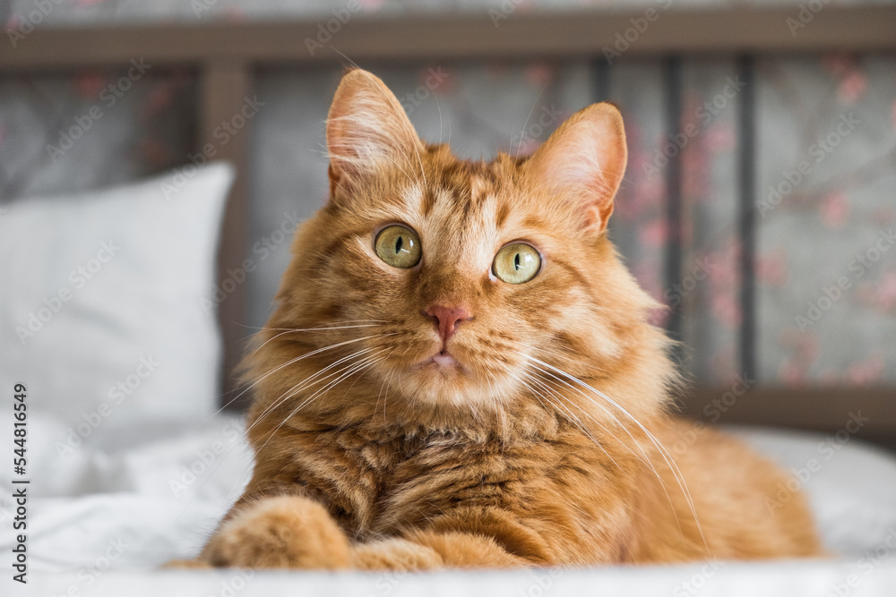 Ginger tabby cat lies on the bed in soft morning light, paw folded. Beautiful cozy cat. Home pets. Ginger tabby cat lies on the bed in soft morning light, paw folded. Beautiful cozy cat. Home pets.