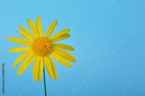 savannah daisies on a blue background