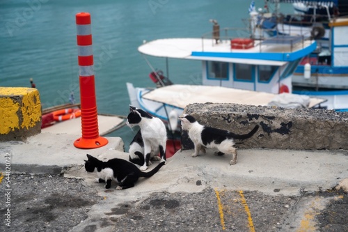 Three kitten sit on wall in port with boats in Heraklion © slunicko24