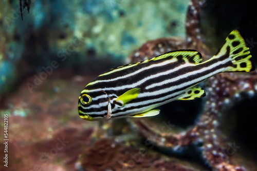 Indian Ocean oriental sweetlips fish in aquarium. Plectorhinchus vittatus or oriental blubberlips striped fish, selective focus photo