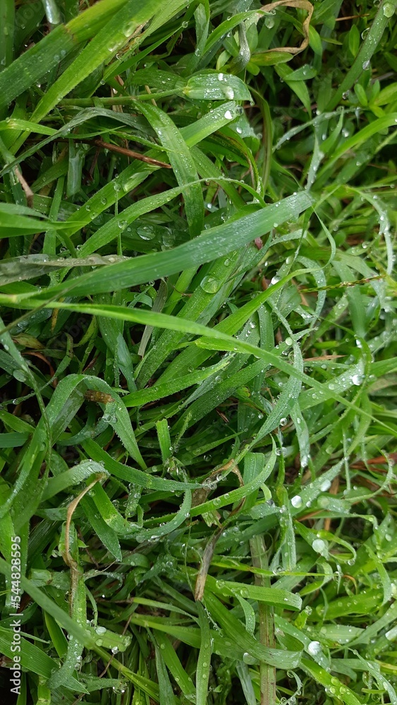 grass