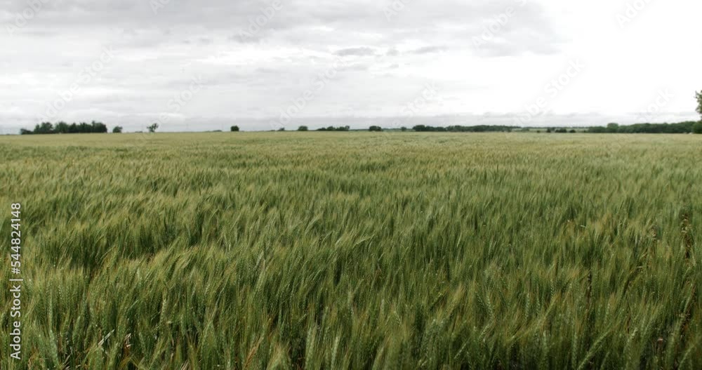 Wheat field, landscape, Kansas, background, grass, green, farm, farming, farmer, grow, growing, harvest, overcast, cloudy Wheat field, landscape, Kansas, background, grass, green, farm, farming, farmer, grow, growing, harvest, overcast, cloudy