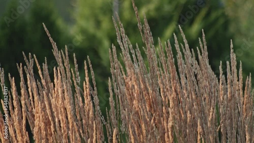 feather reed-grass sways slowly in the wind on green background. Static shot. photo