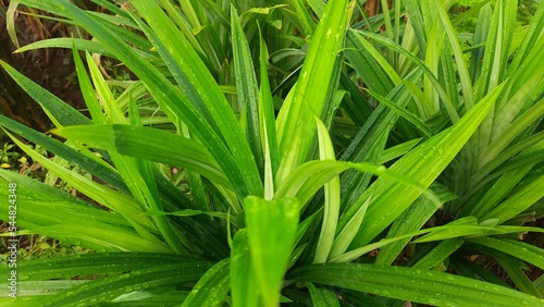 green grass background