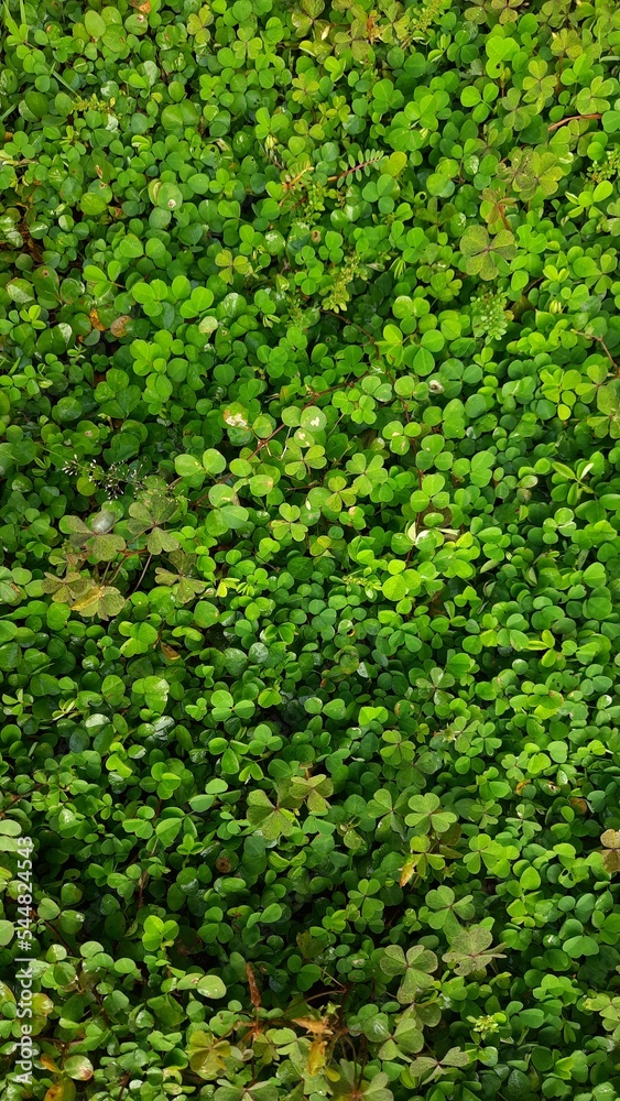 green leaves background green leaves background
