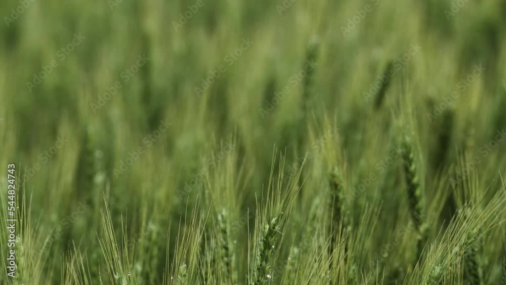 Wheat field, landscape, Kansas, background, grass, green, farm, farming, farmer, grow, growing, harvest, seed, plant, planting Wheat field, landscape, Kansas, background, grass, green, farm, farming, farmer, grow, growing, harvest, seed, plant, planting