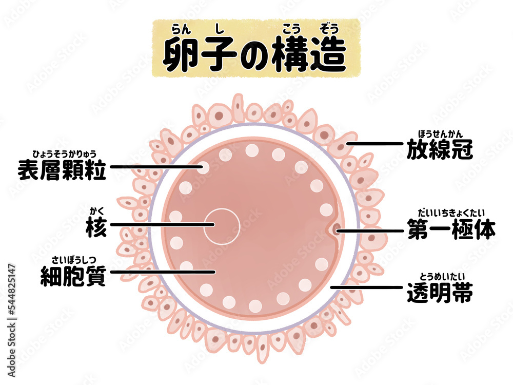 ヒトの陰茎 | 男性生殖器 特徴 , オス犬の陰茎には骨があるってホント？ – ZXUX