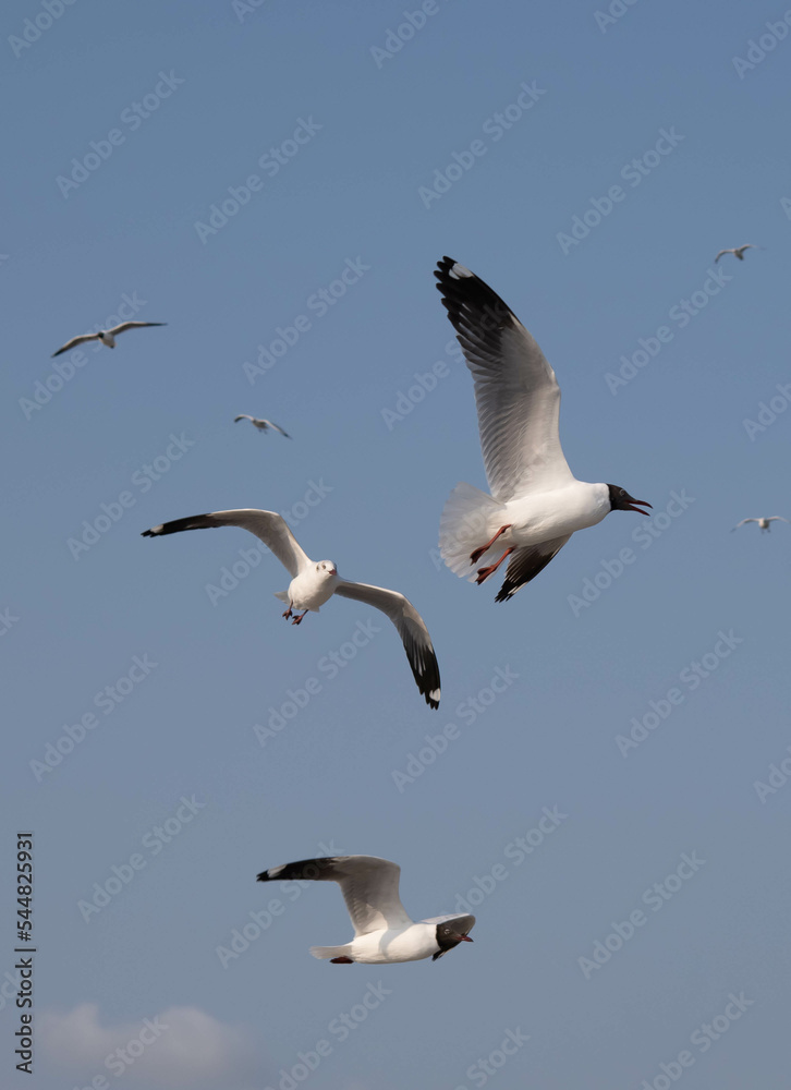 Seagulls flying in the blue sky, chasing after food to eat at Bangpu, Thailand.
