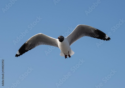 Seagulls flying in the blue sky  chasing after food to eat at Bangpu  Thailand.