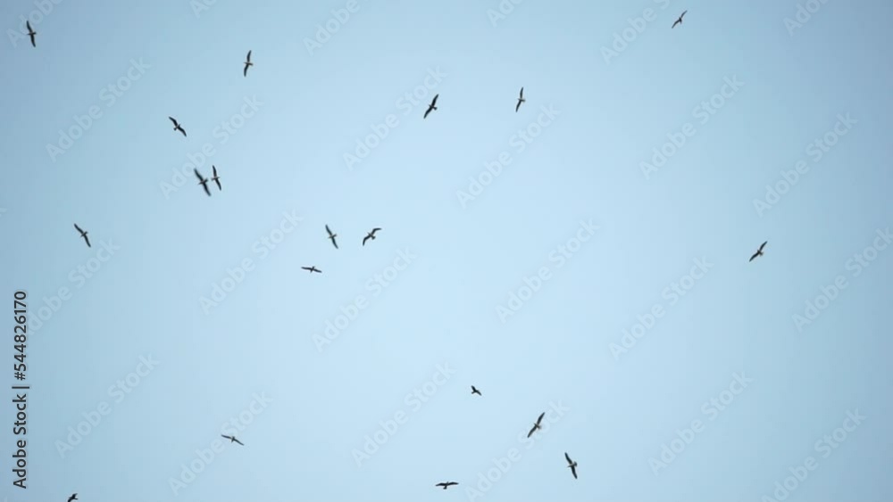 Seagulls flying in sunset sky. A flock of the seagull birds flies under a dark sky after sunset, over the sea along the rocky coast. Freedom concept Seagulls flying in sunset sky. A flock of the seagull birds flies under a dark sky after sunset, over the sea along the rocky coast. Freedom concept