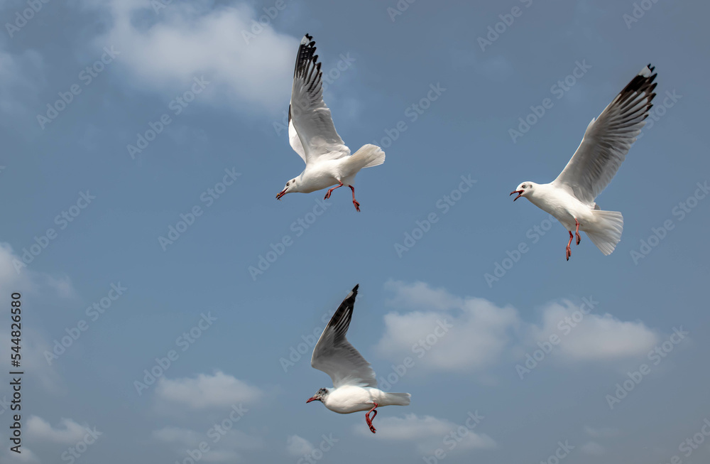 Seagulls flying in the blue sky, chasing after food to eat at Bangpu, Thailand. Seagulls flying in the blue sky, chasing after food to eat at Bangpu, Thailand.