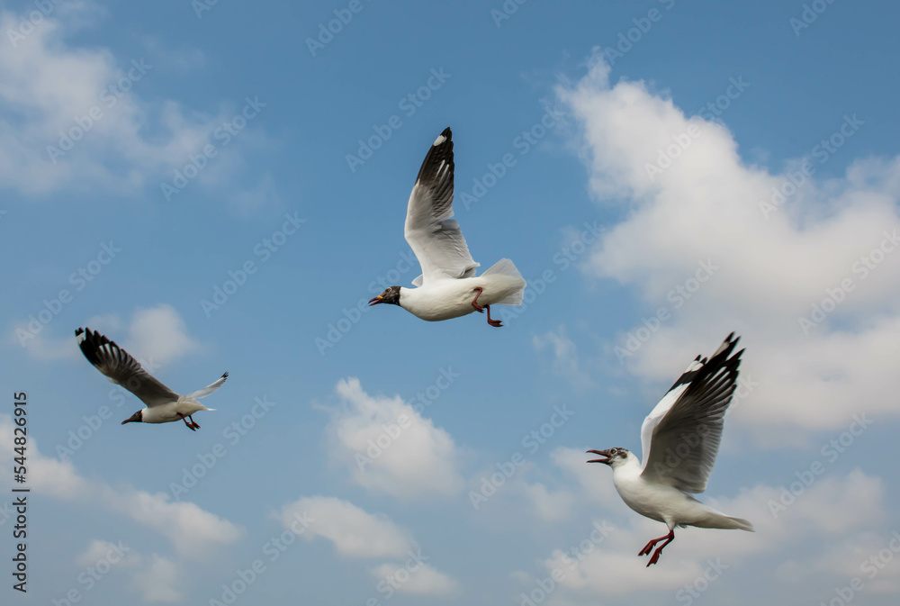 Seagulls flying in the blue sky, chasing after food to eat at Bangpu, Thailand. Seagulls flying in the blue sky, chasing after food to eat at Bangpu, Thailand.