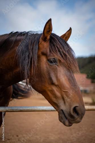 Vertical portrait of brown horse. Close-up of the head of a beautiful brown horse with long black mane, background blue sky with white clouds and brown ground of the.